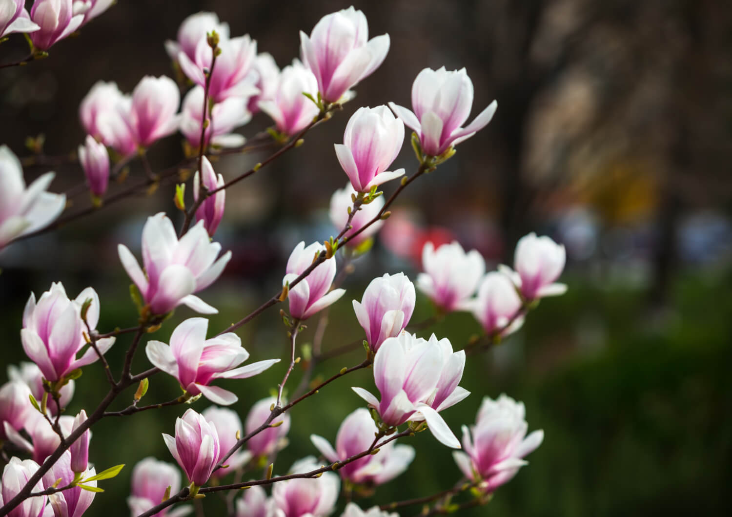 Biało-różowa magnolia kwitnie w ogrodzie