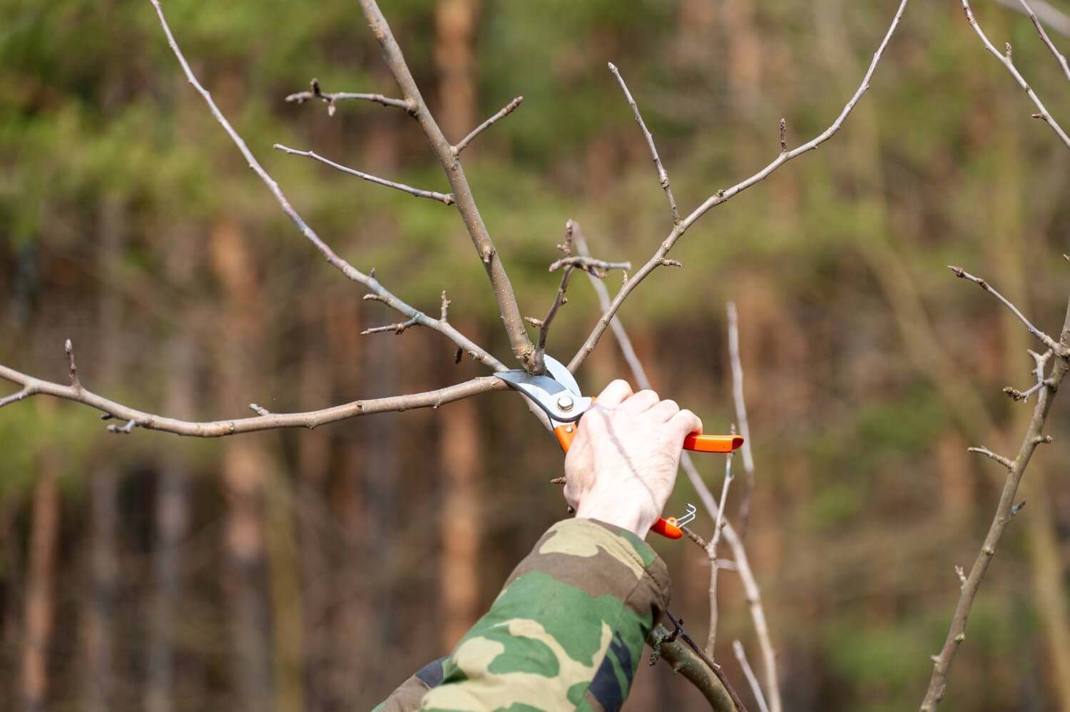 Cięcie drzew owocowych wiosną