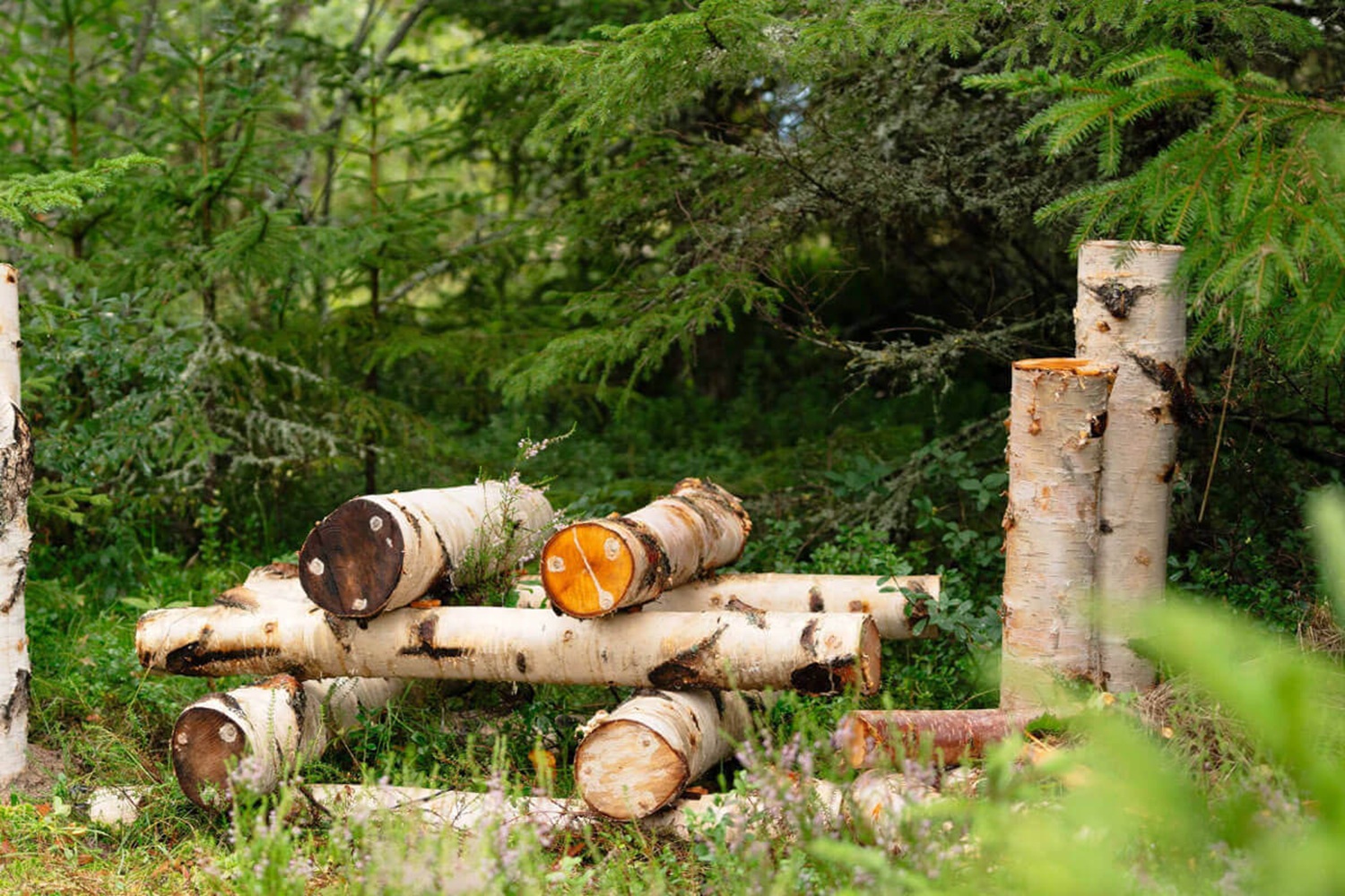 Grzybnia na kołkach zaszczepiona na kłodach