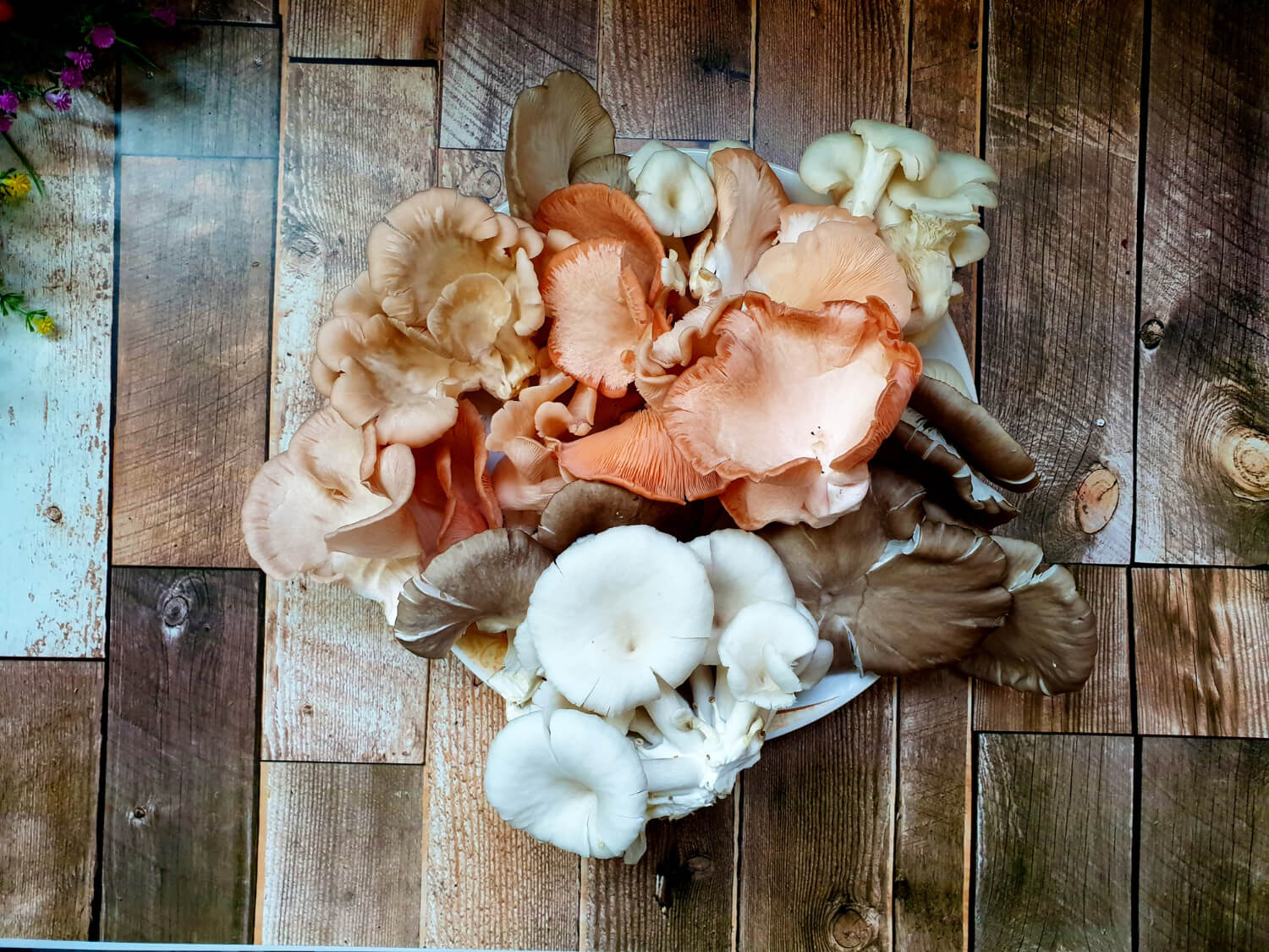 Boczniaki jadalne różne gatunki