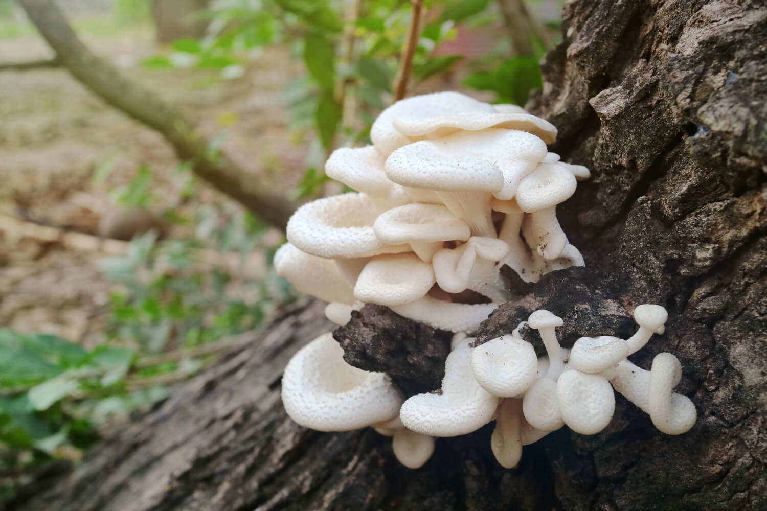 Twardziak grzyb jadalny zaszczepiony na pniu