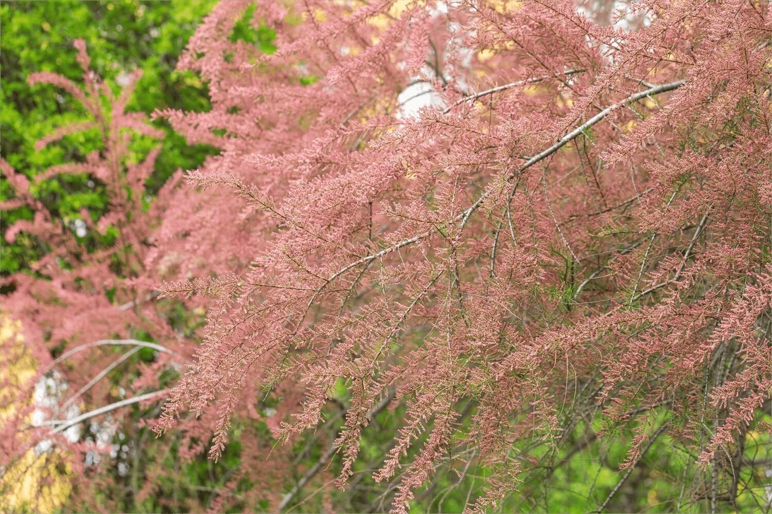 Tamaryszek Tamarix obficie kwitnie wiosną