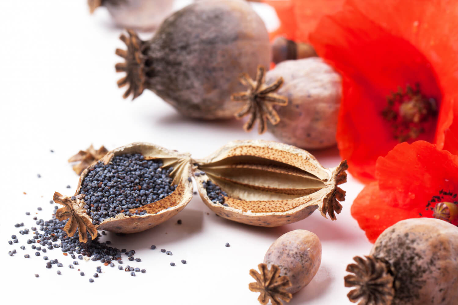 Makówki i nasiona maku