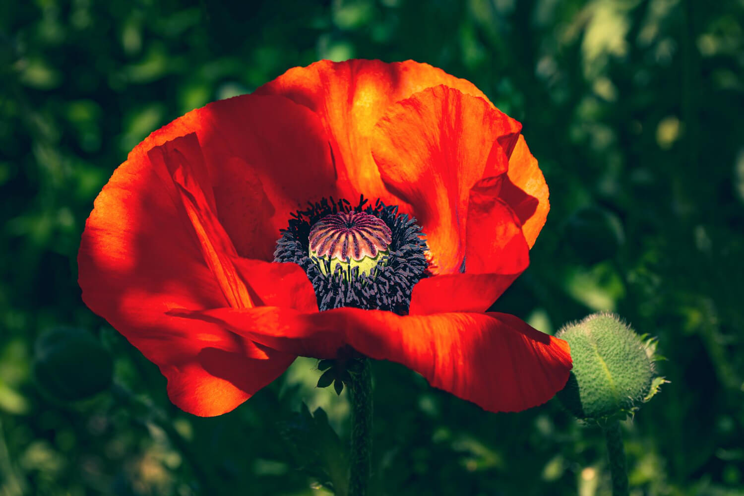 Mak wschodni czerwony