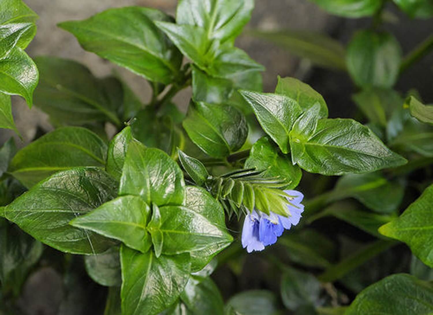 Rungia grzybowe zioło ma pyszne liście i niebieskie kwiaty