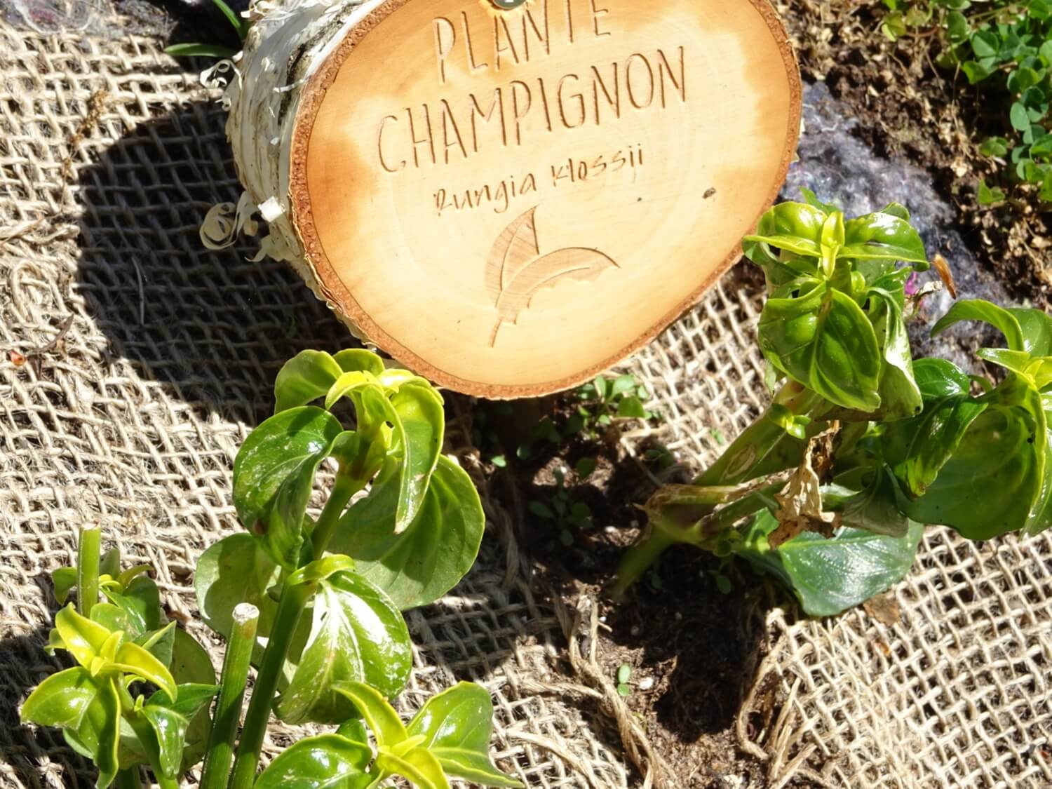 Rungia grzybowe zioło dla koneserów i smakoszy