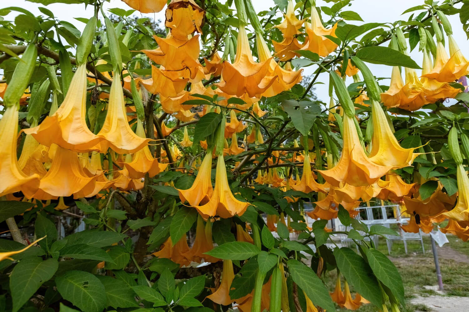 Datura brugmansja trąby anielskie wspaniale kwitnące
