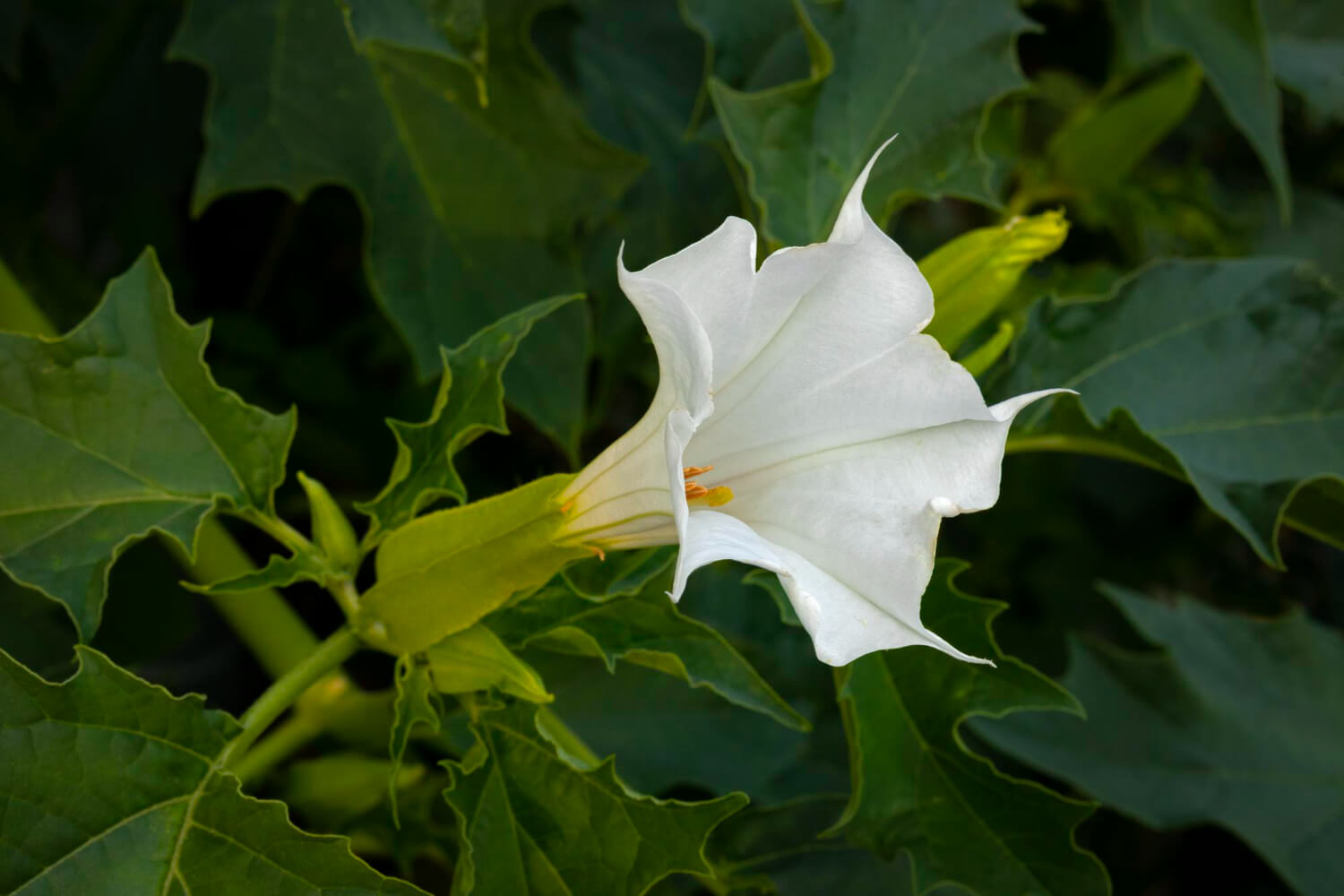 Bieluń datura jednoroczna