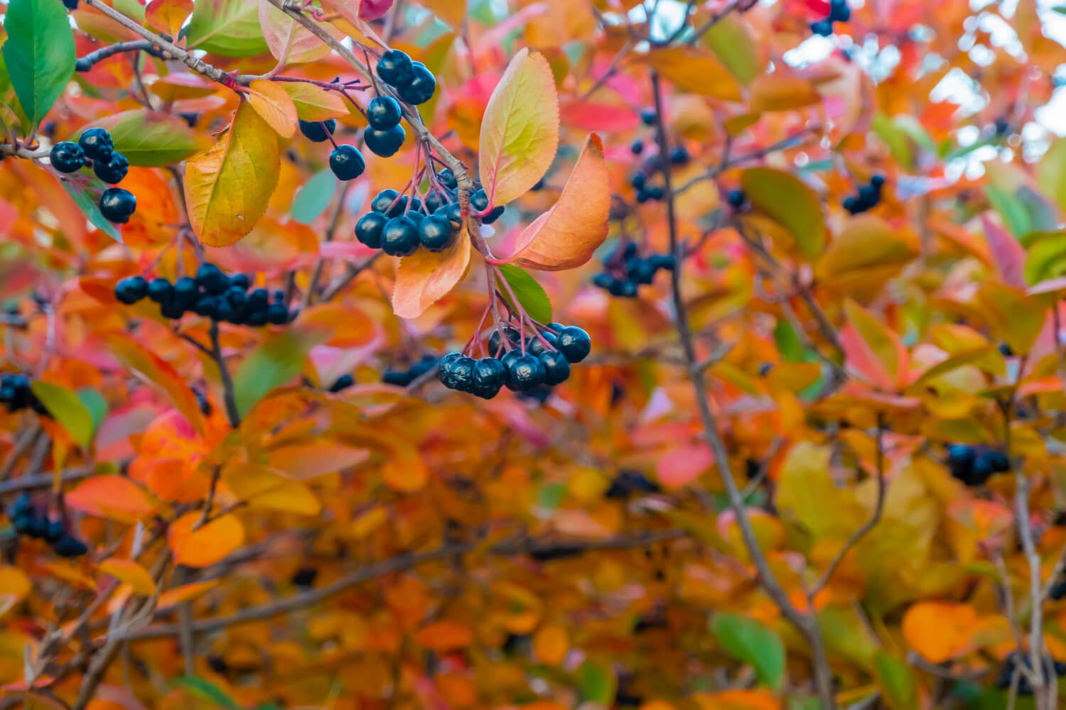 Aronia w ogrodzie jesienne liście