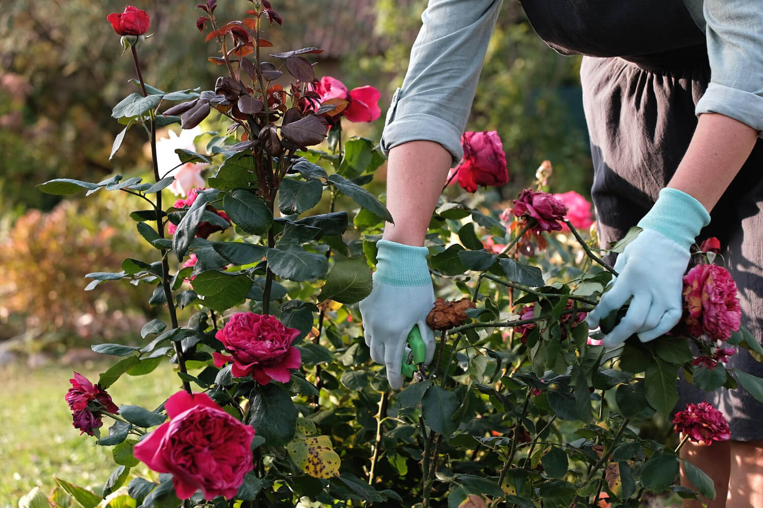 Usuwanie przekwitłych kwiatów róż