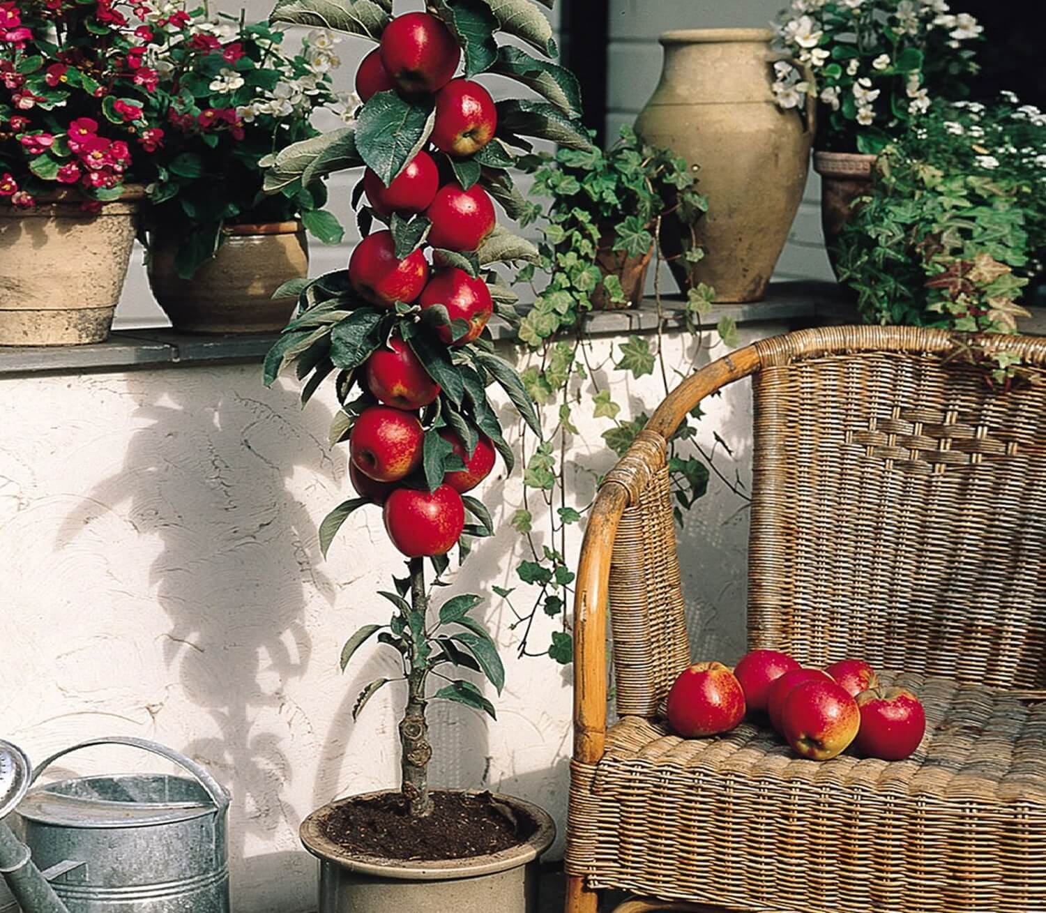 Mini jabłoń w doniczce na balkonie