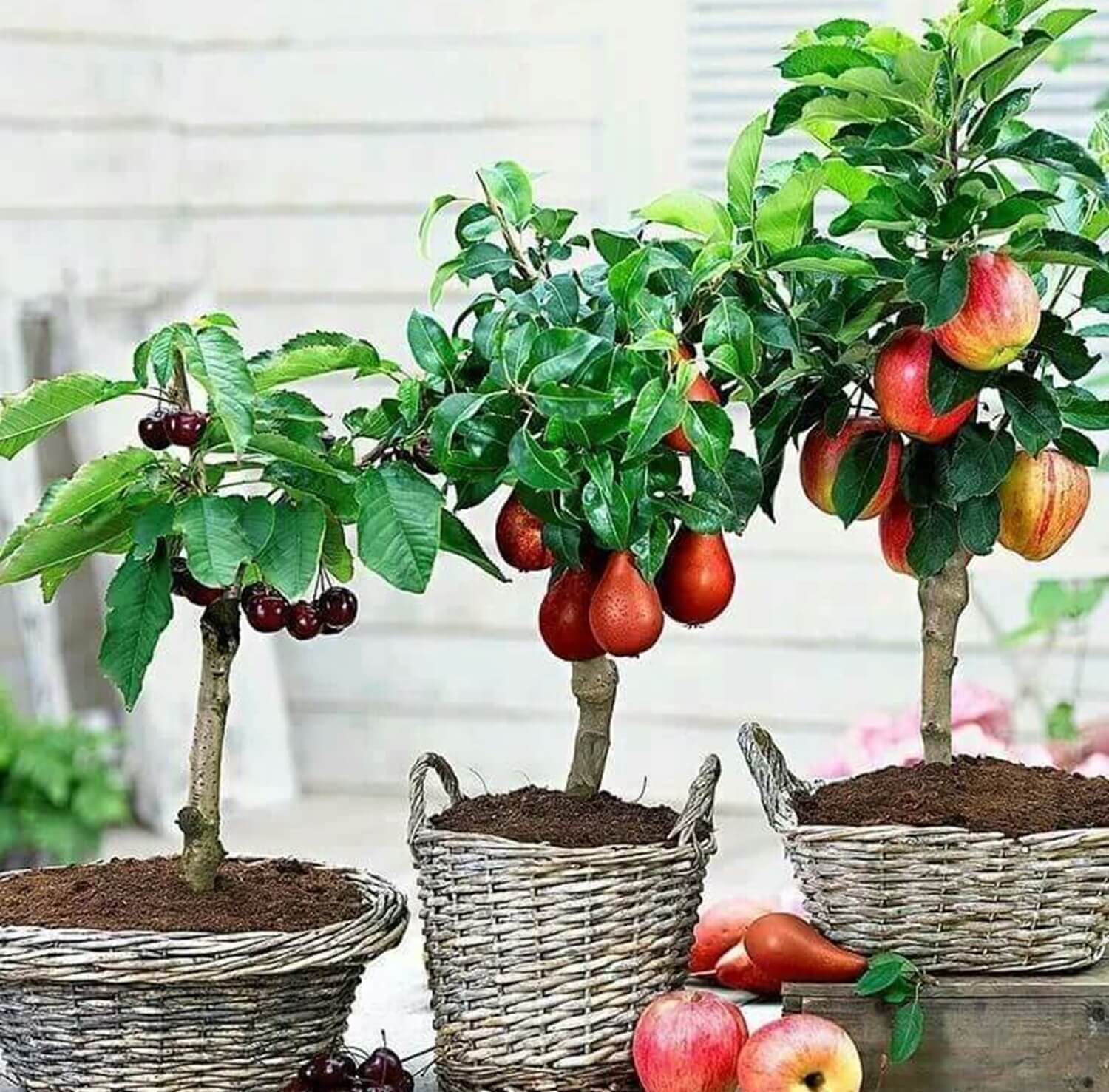 Mini drzewka owocowe na balkonie