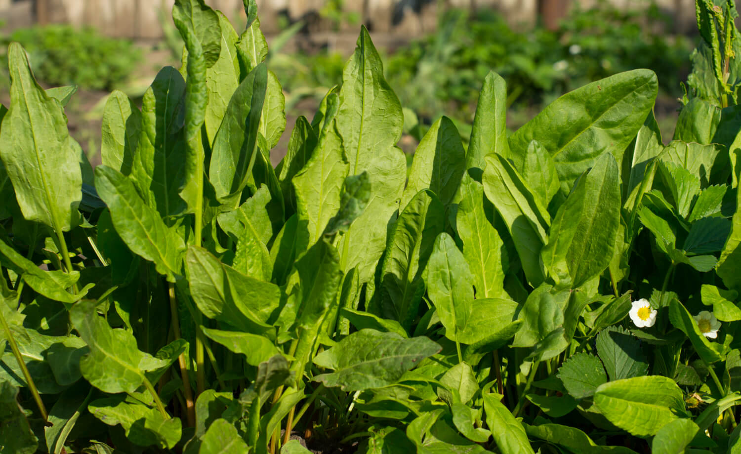 Szczaw uprawa w ogrodzie - i tak sam wyrośnie
