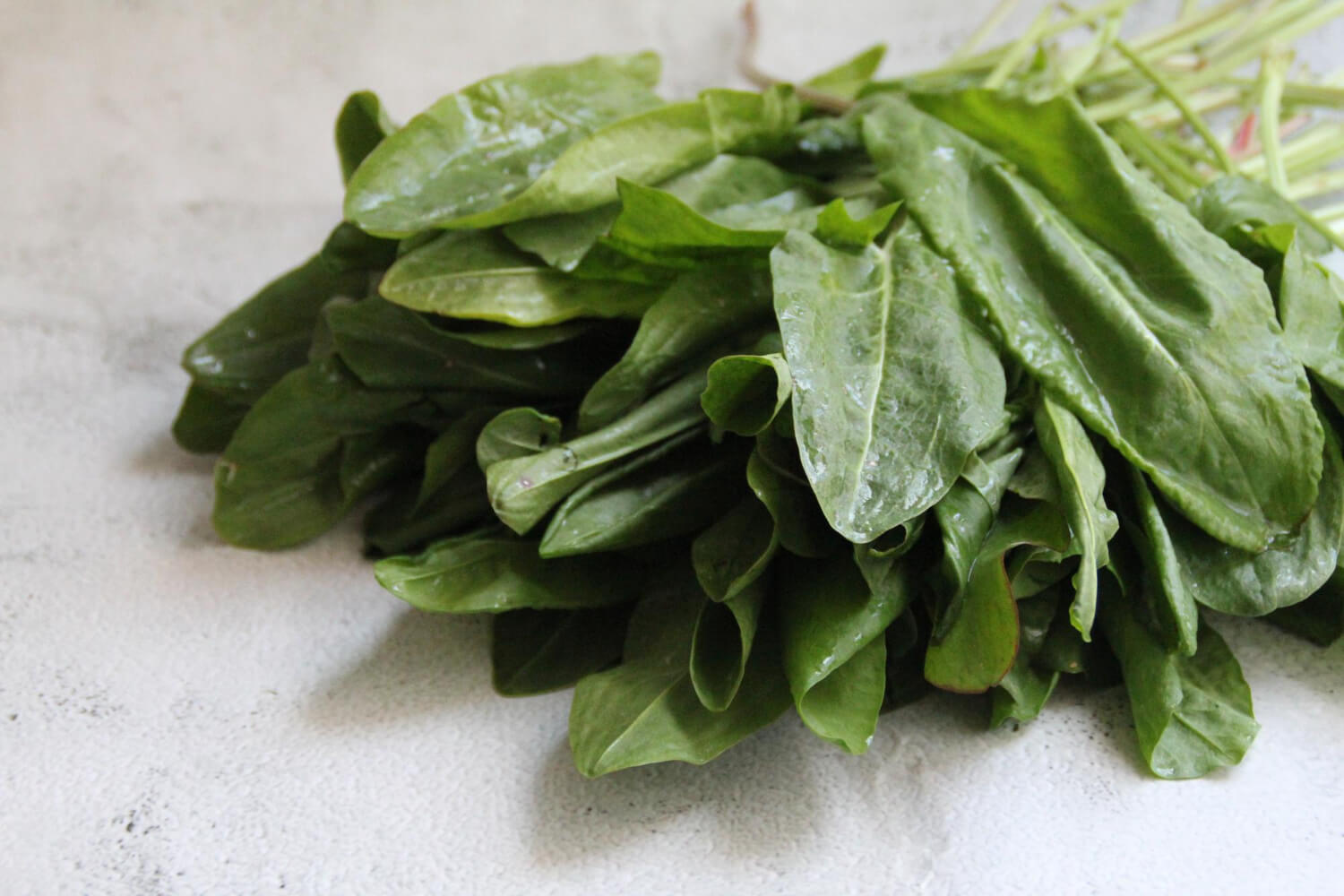 Szczaw świeżo zebrany