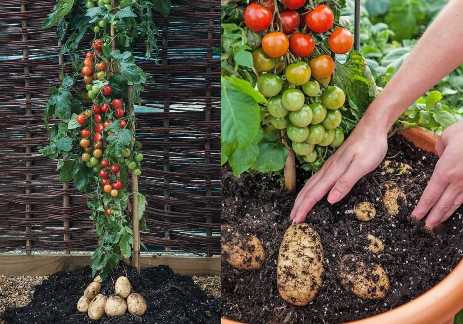 Pomidoroziemniak Tomtato 2 w 1