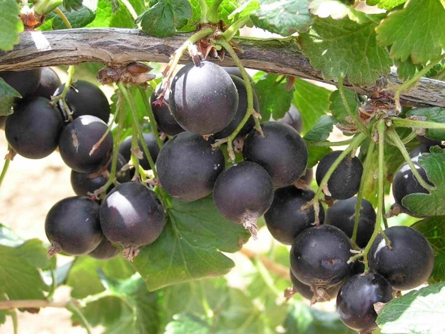 Porzeczkoagrest 2 owoce na jednym krzewie