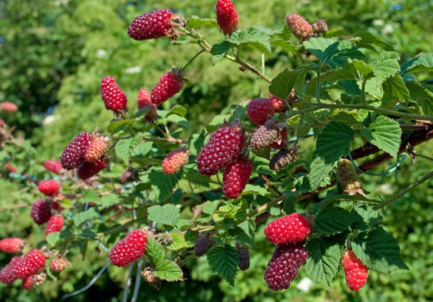 Malinojeżyna mieszaniec - pycha!