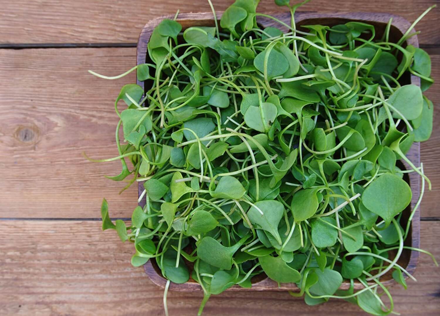 Rukiew wodna zastosowanie i właściwości