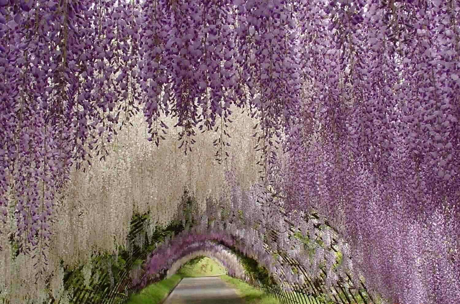 Kwitnąca glicynia wisteria piękny widok