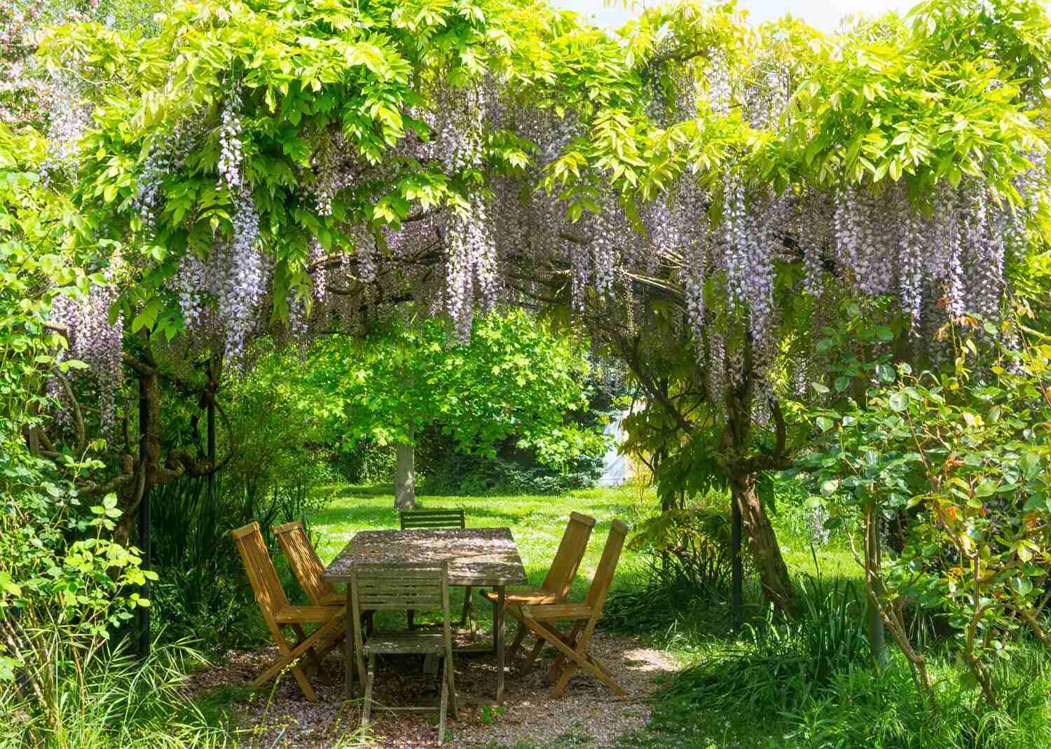Wisteria na altanie