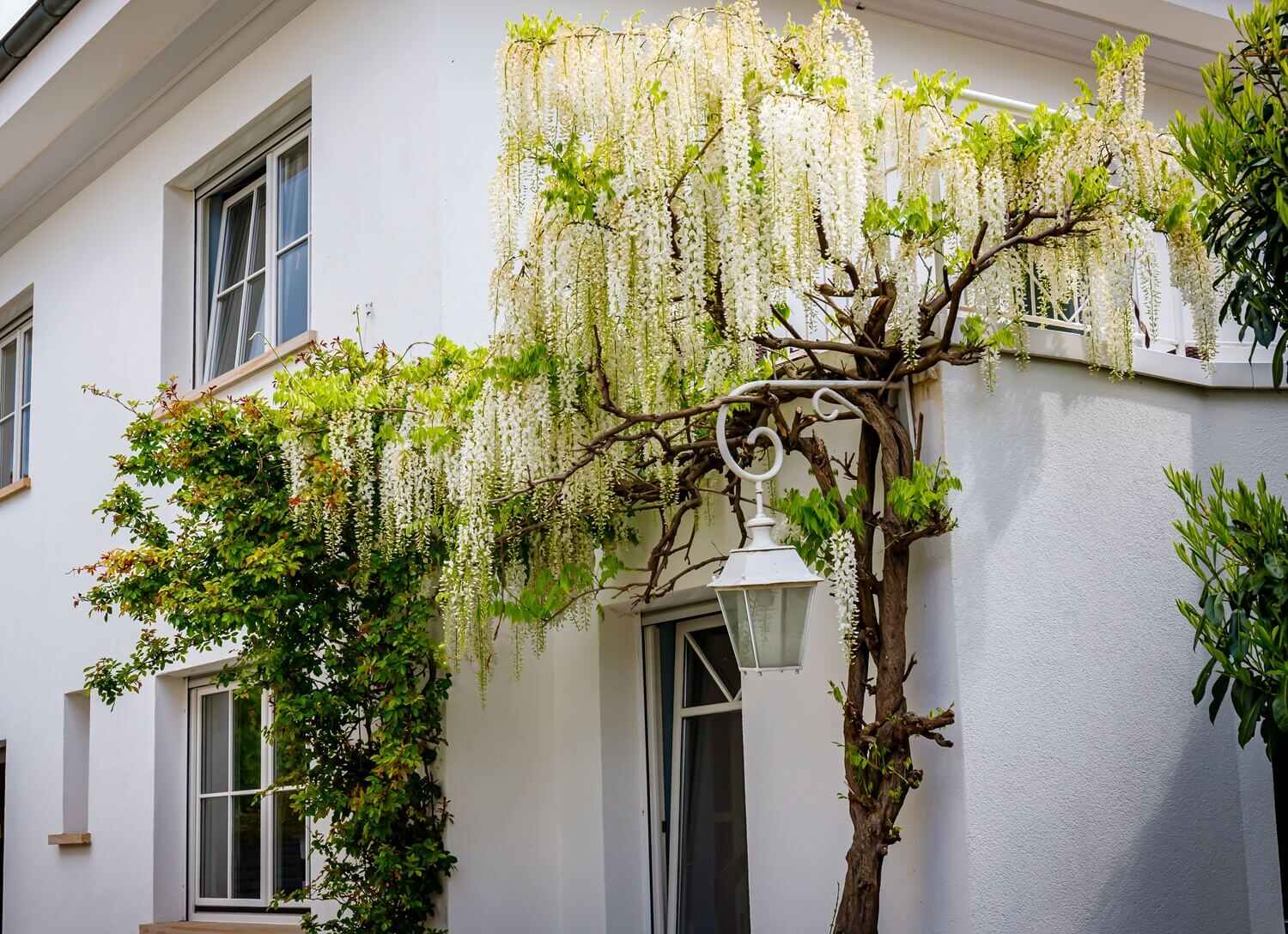 Wisteria glicynia uprawa