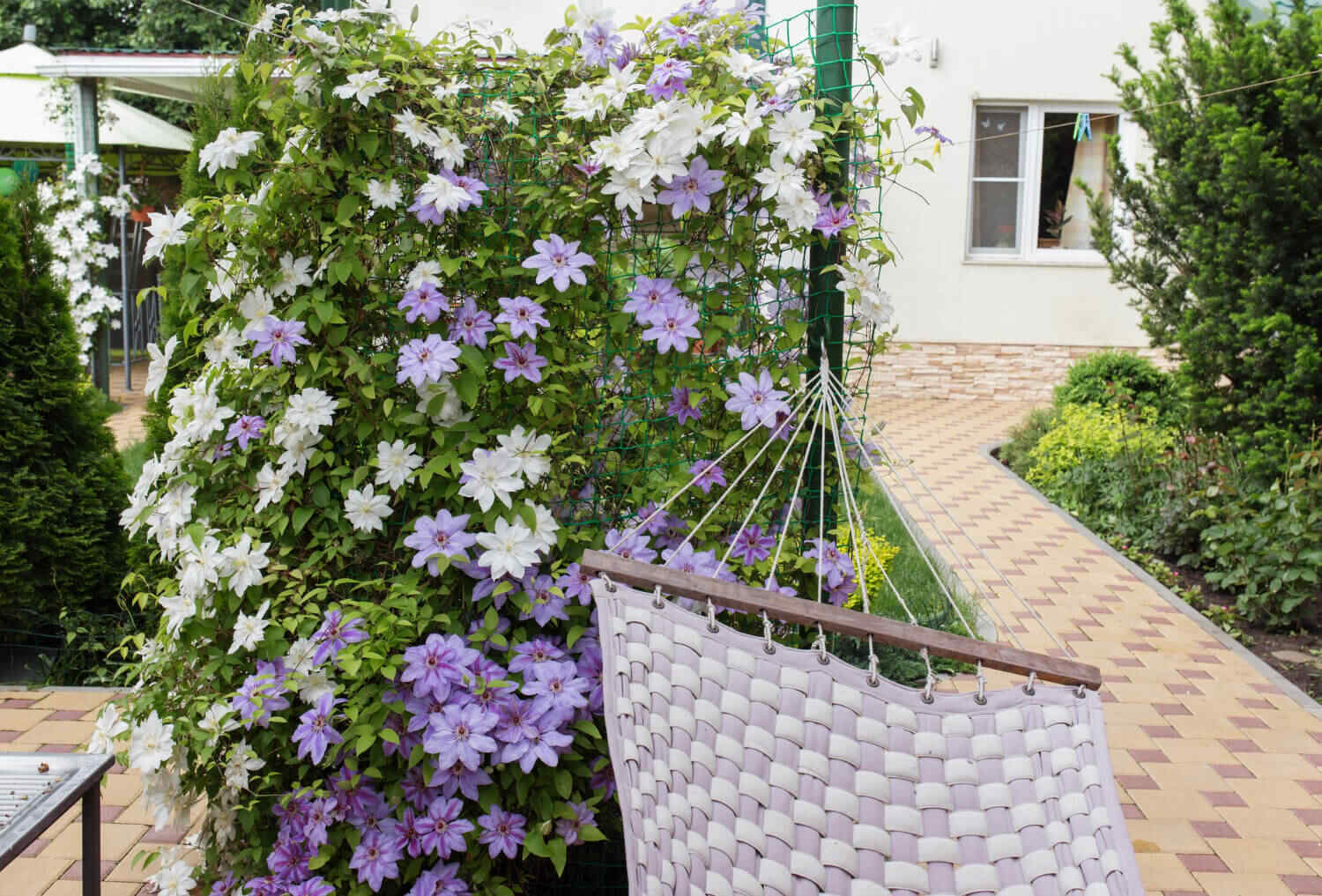 Powojnik przy tarasie