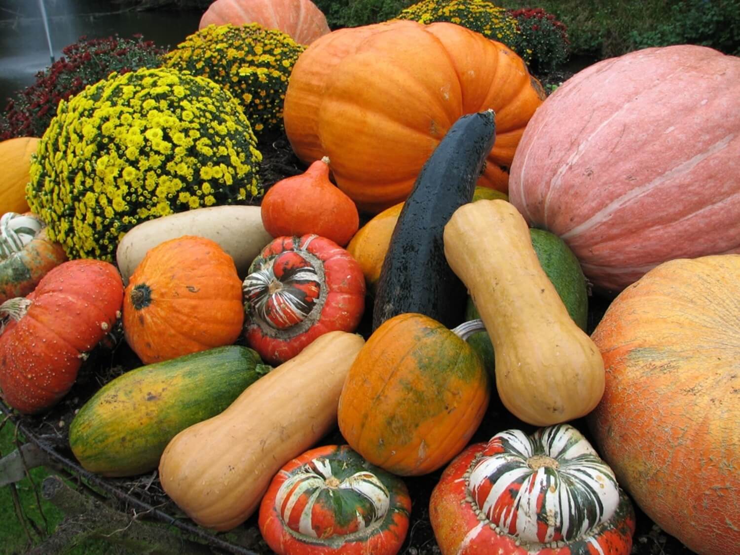 Dynie różne odmiany do ogrodu