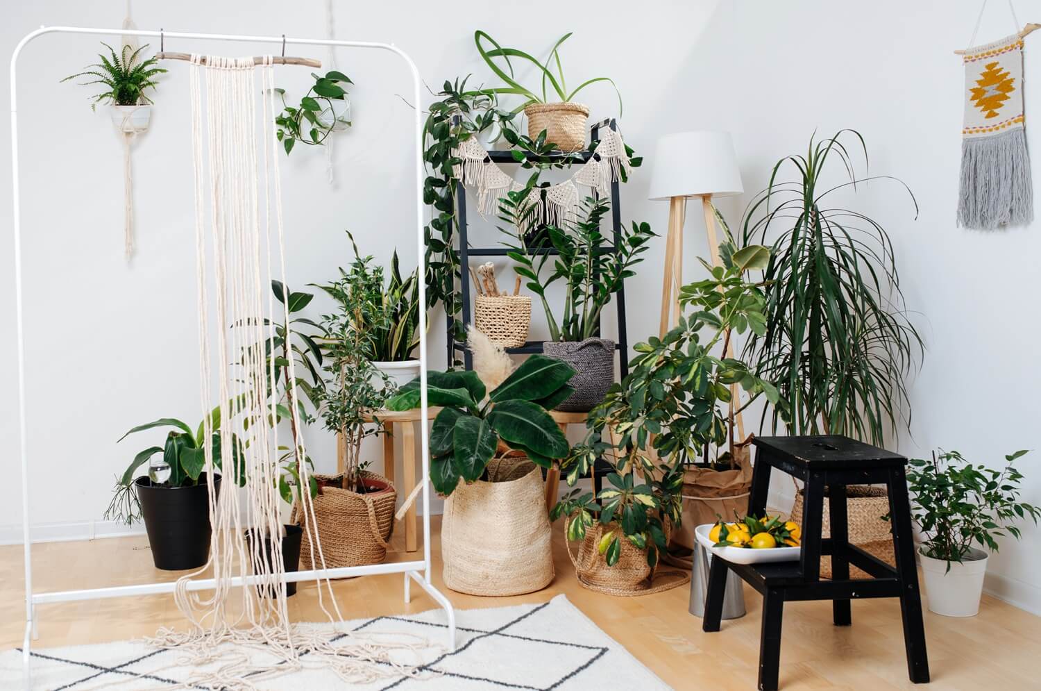 Rośliny domowe oczyszczające powietrze