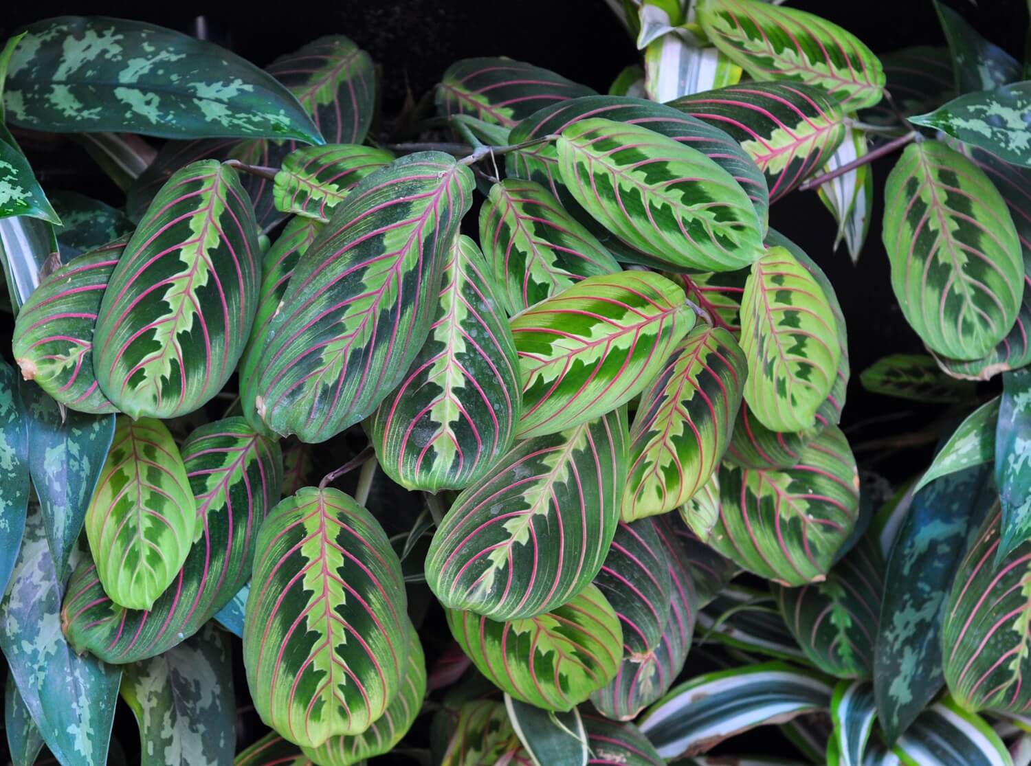 Maranta do biura