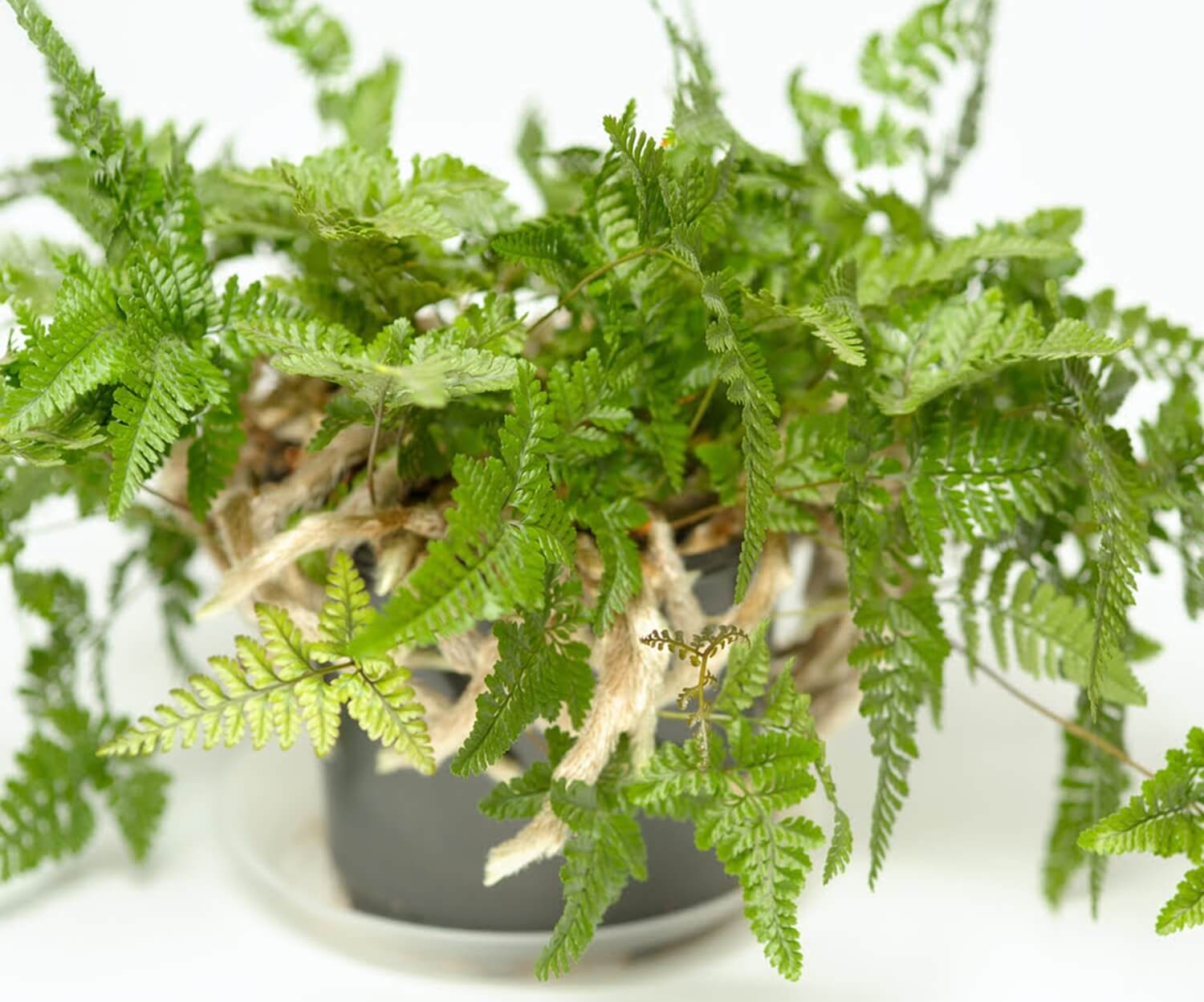 Paproć dawalia do biura