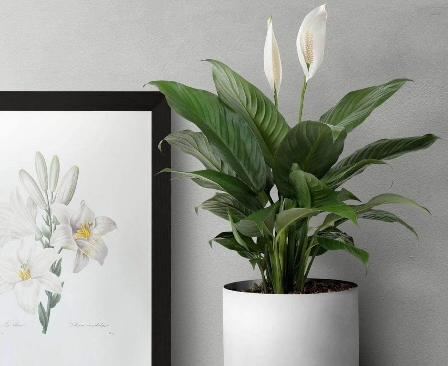 Skrzydłokwiat w biurze