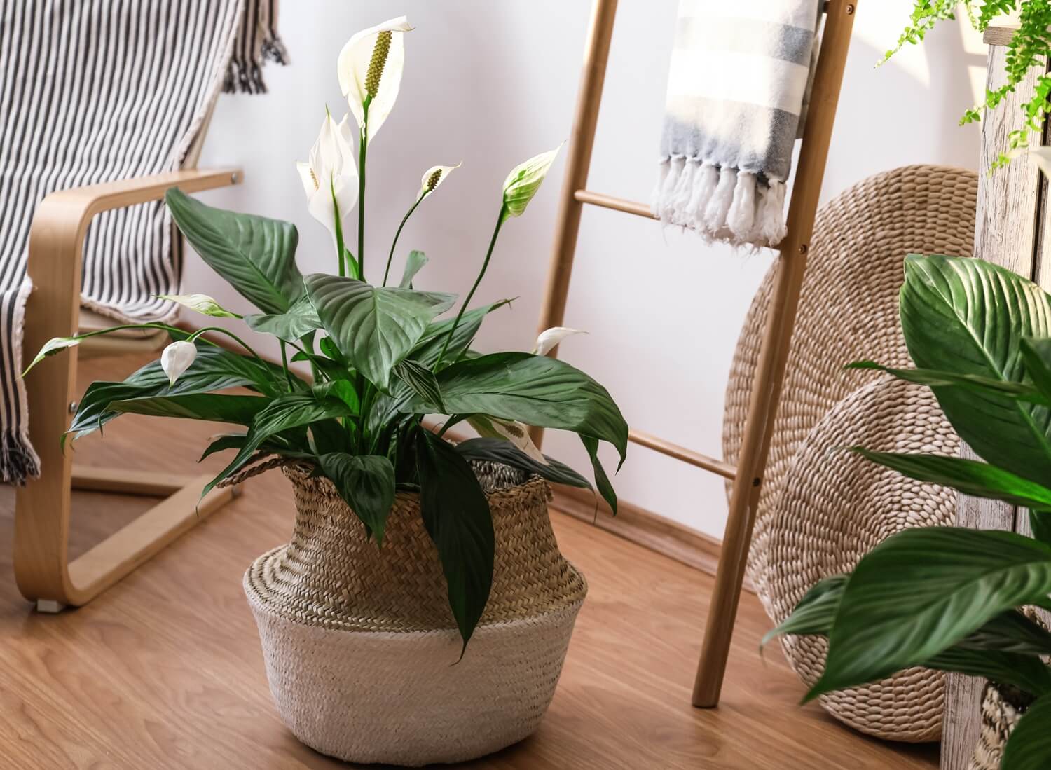 Skrzydłokwiat w domu