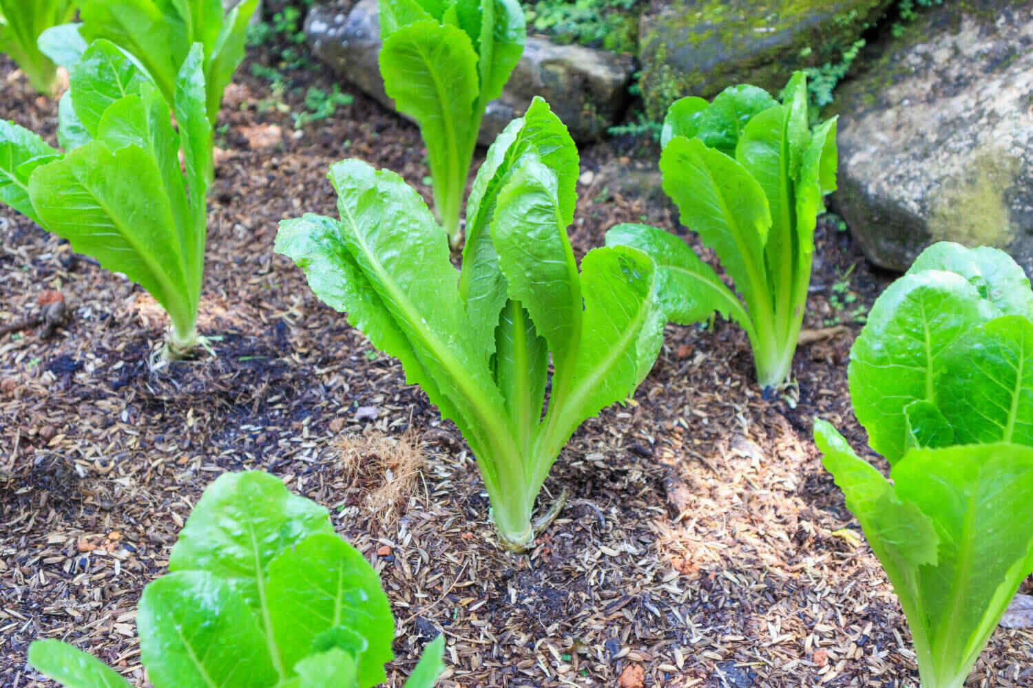 Uprawa baby leaf