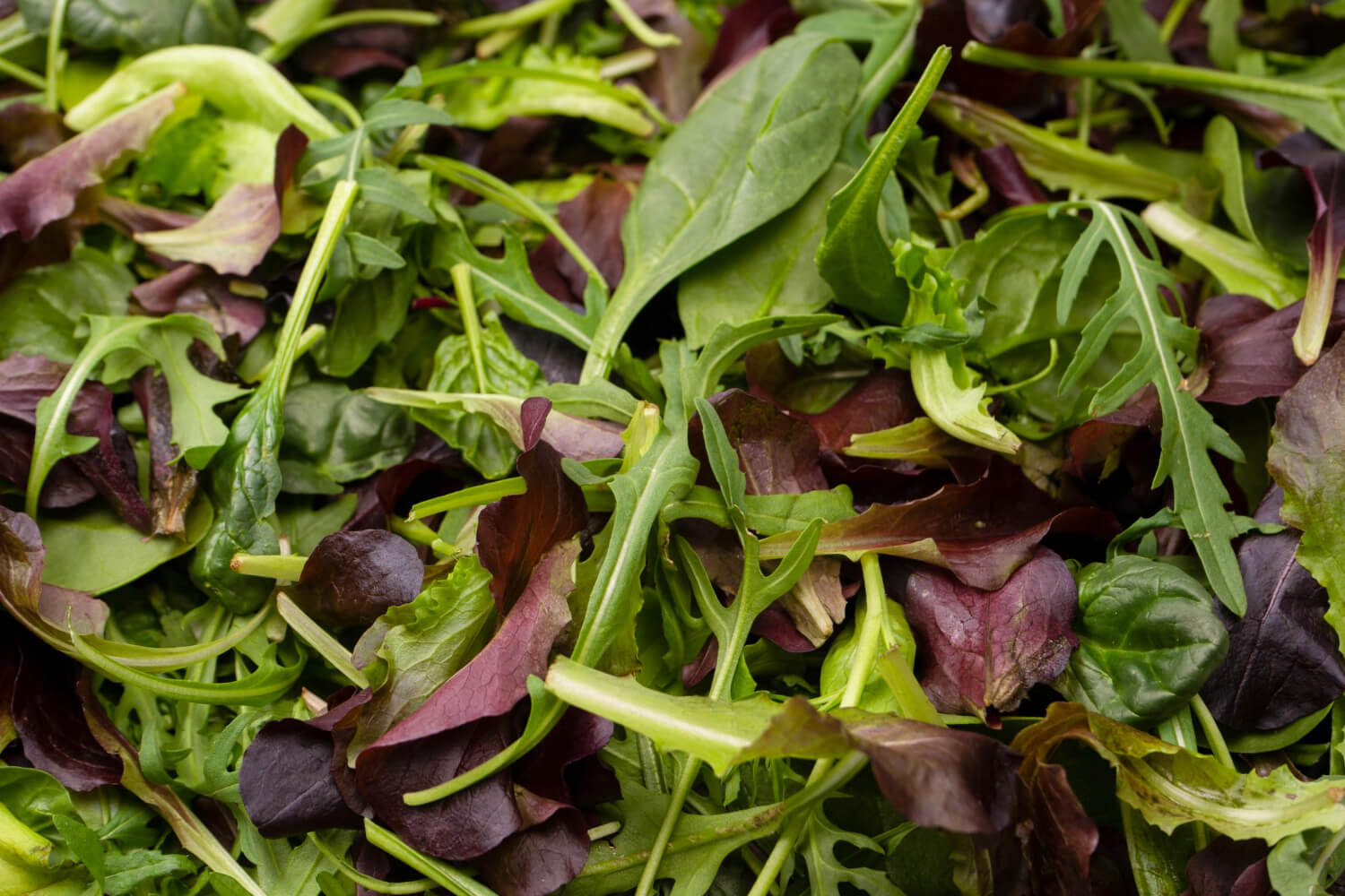 Baby leaf mix