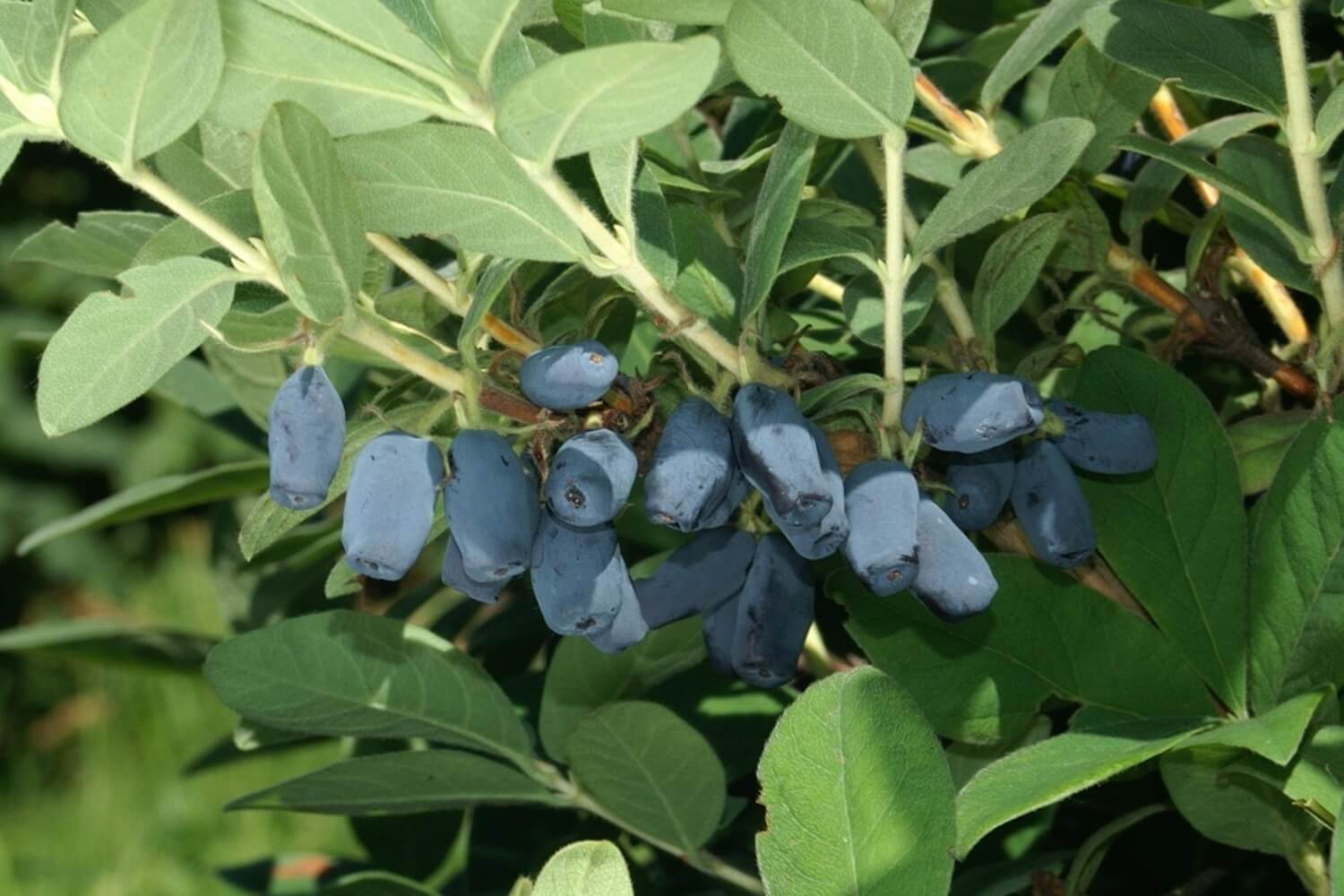 Jagoda kamczacka w ogrodzie