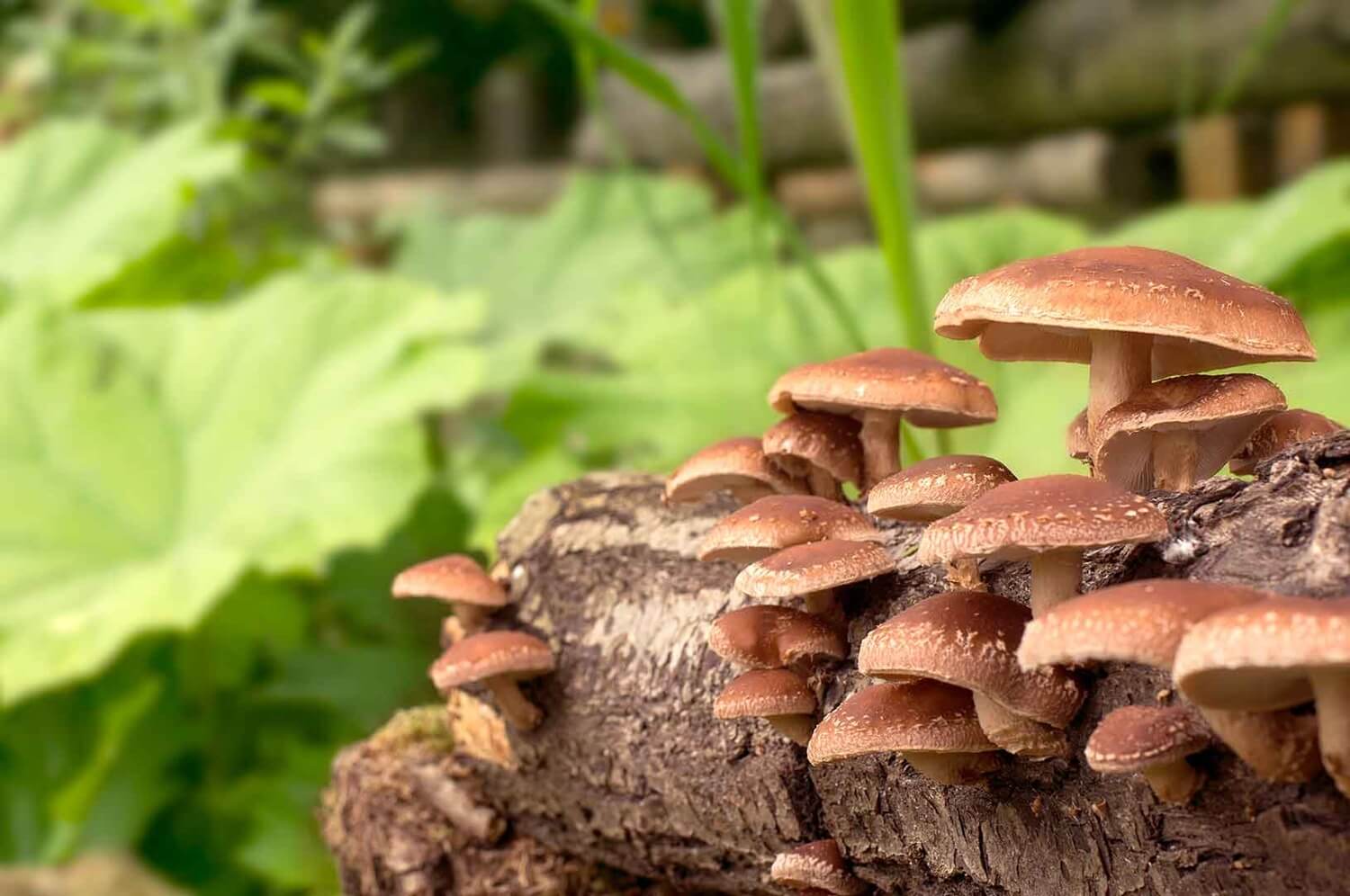 Grzyb shiitake - co to za grzyb