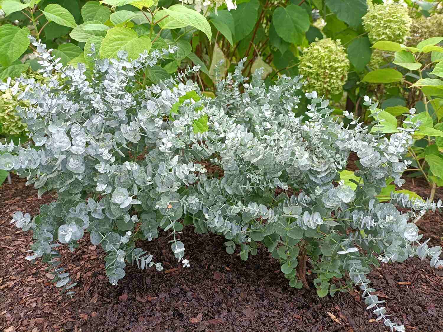 Eukaliptus niebieski w ogrodzie