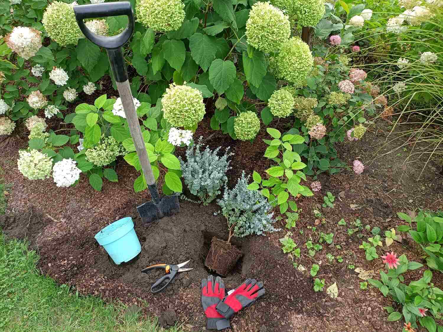 Eukaliptus sadzenie do gruntu