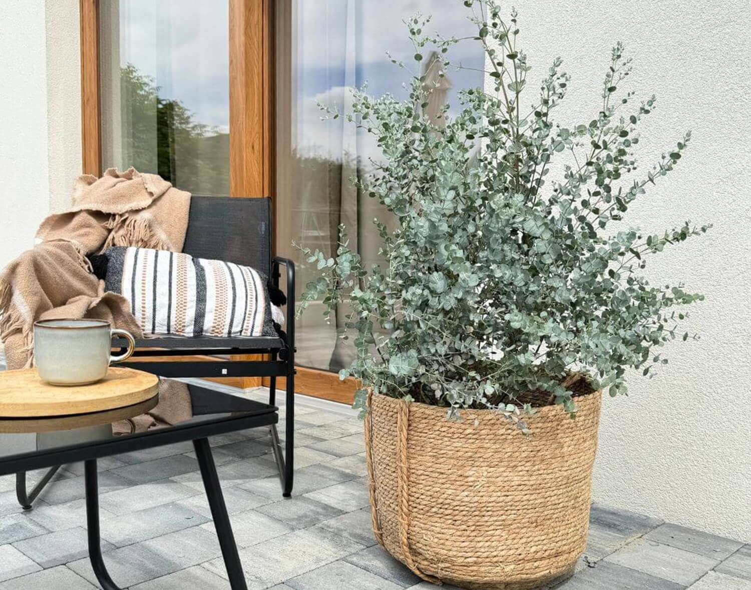 Eukaliptus górski w donicy na tarasie