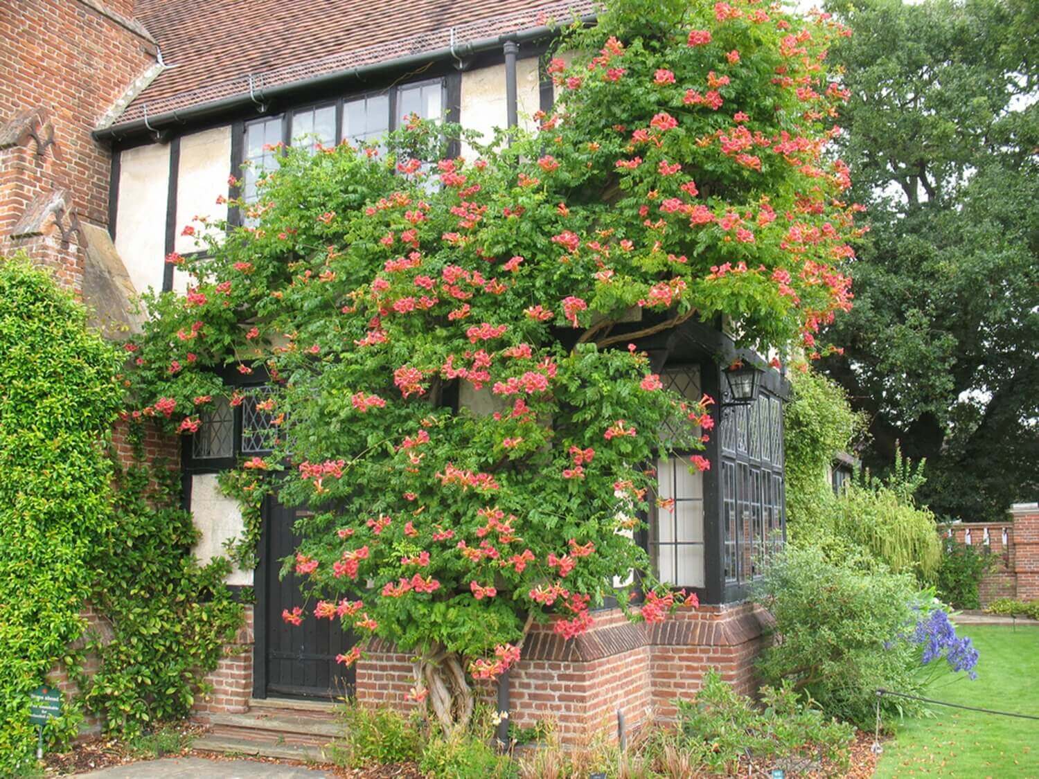 Milin pnie się po ścianie domu