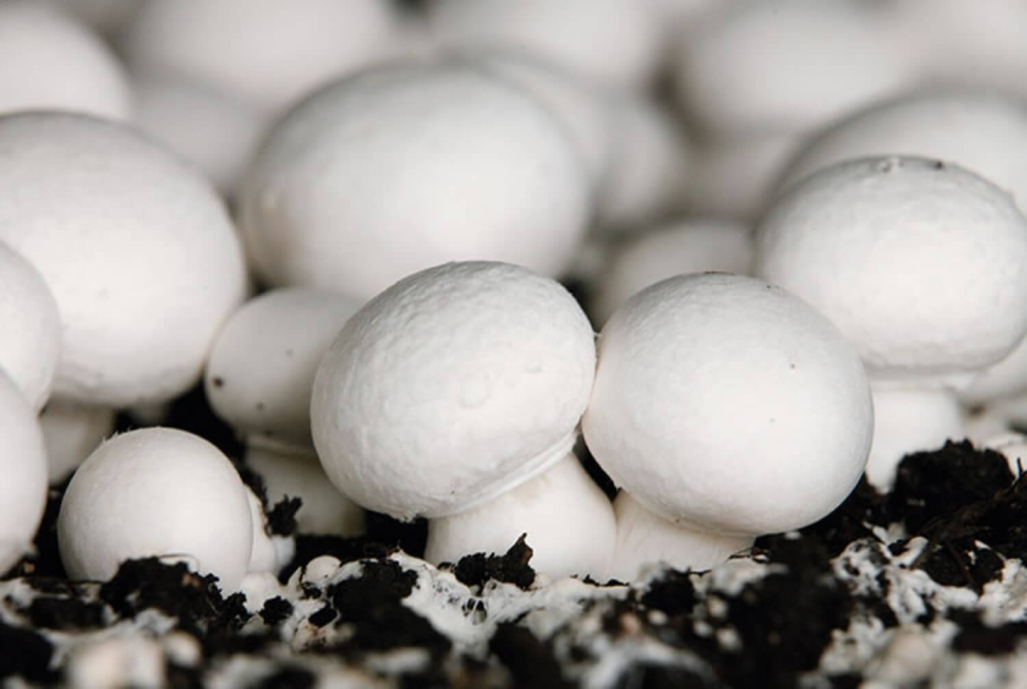 Uprawa pieczarek w domu