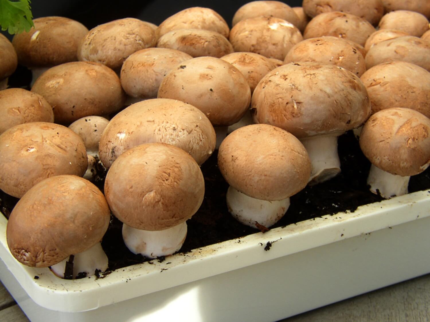 Pieczarka portobello uprawa w domu