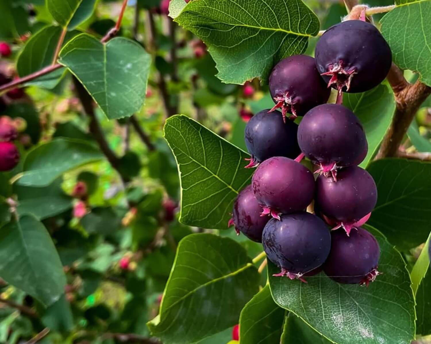 Owoce świdosliwy są zdrowe