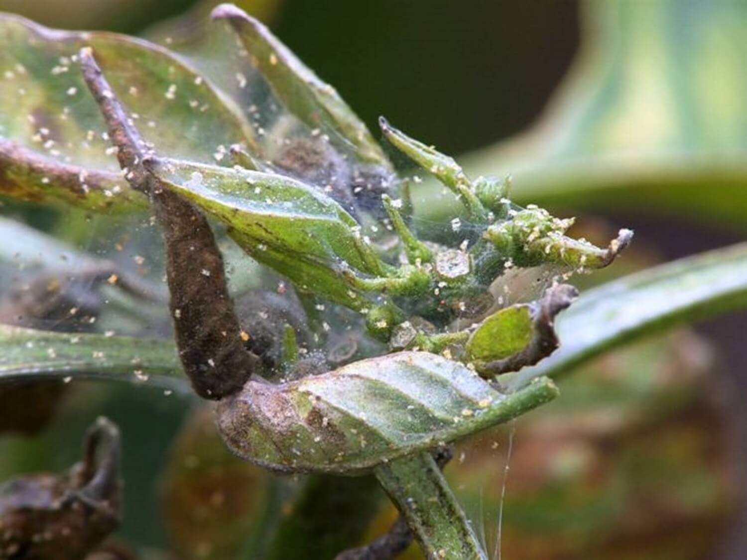 Jak zwalczyć przędziorki