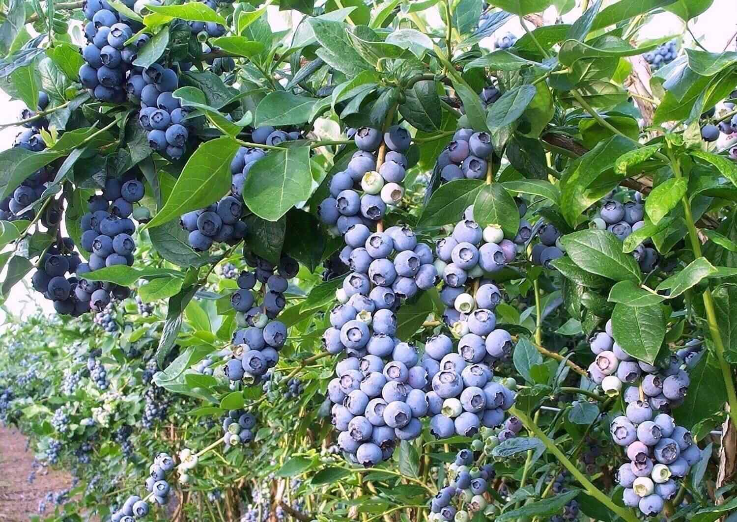 Borówka amerykańska owocuje obficie