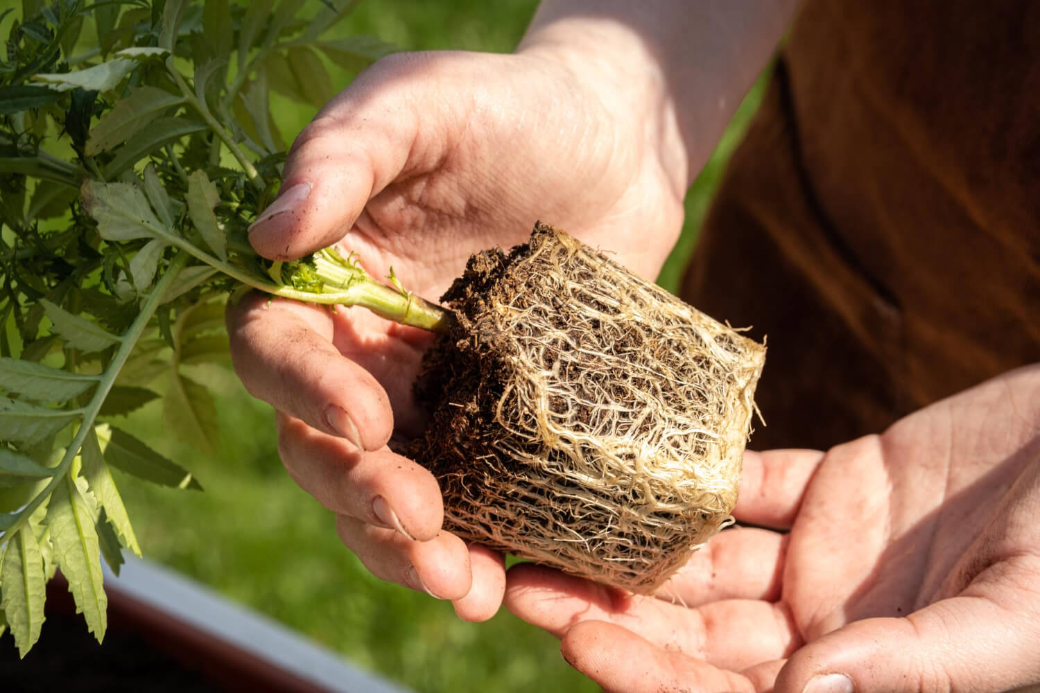 Jak chronić korzenie roślin