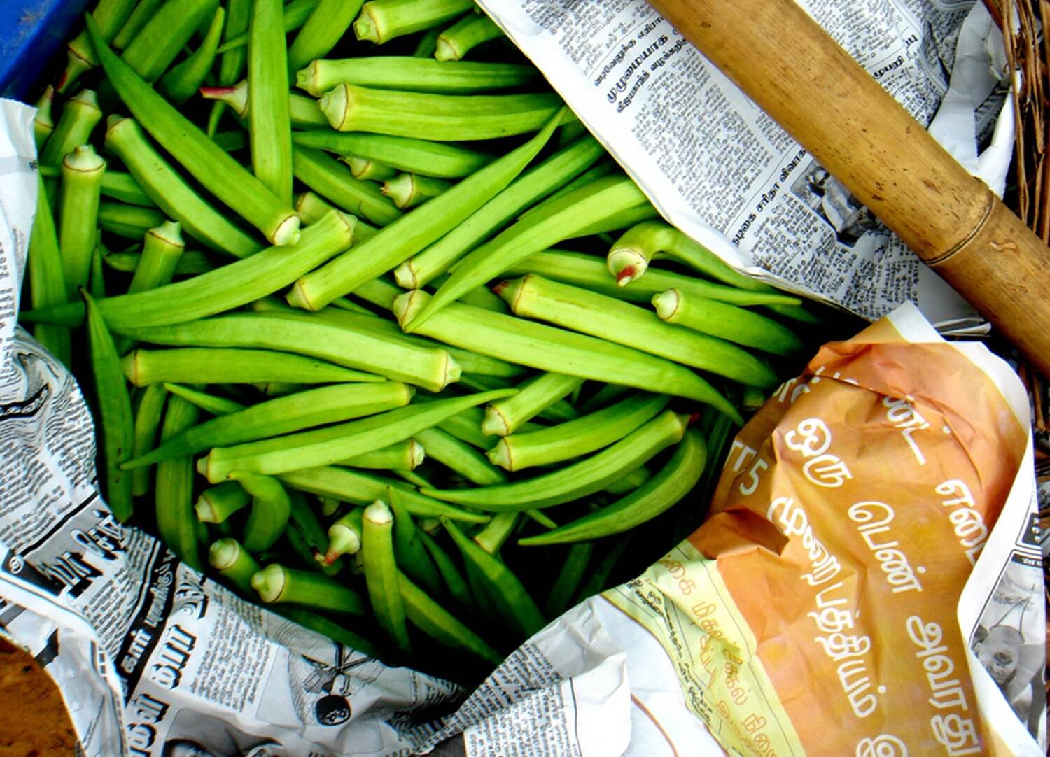 Okra zbiór owoców