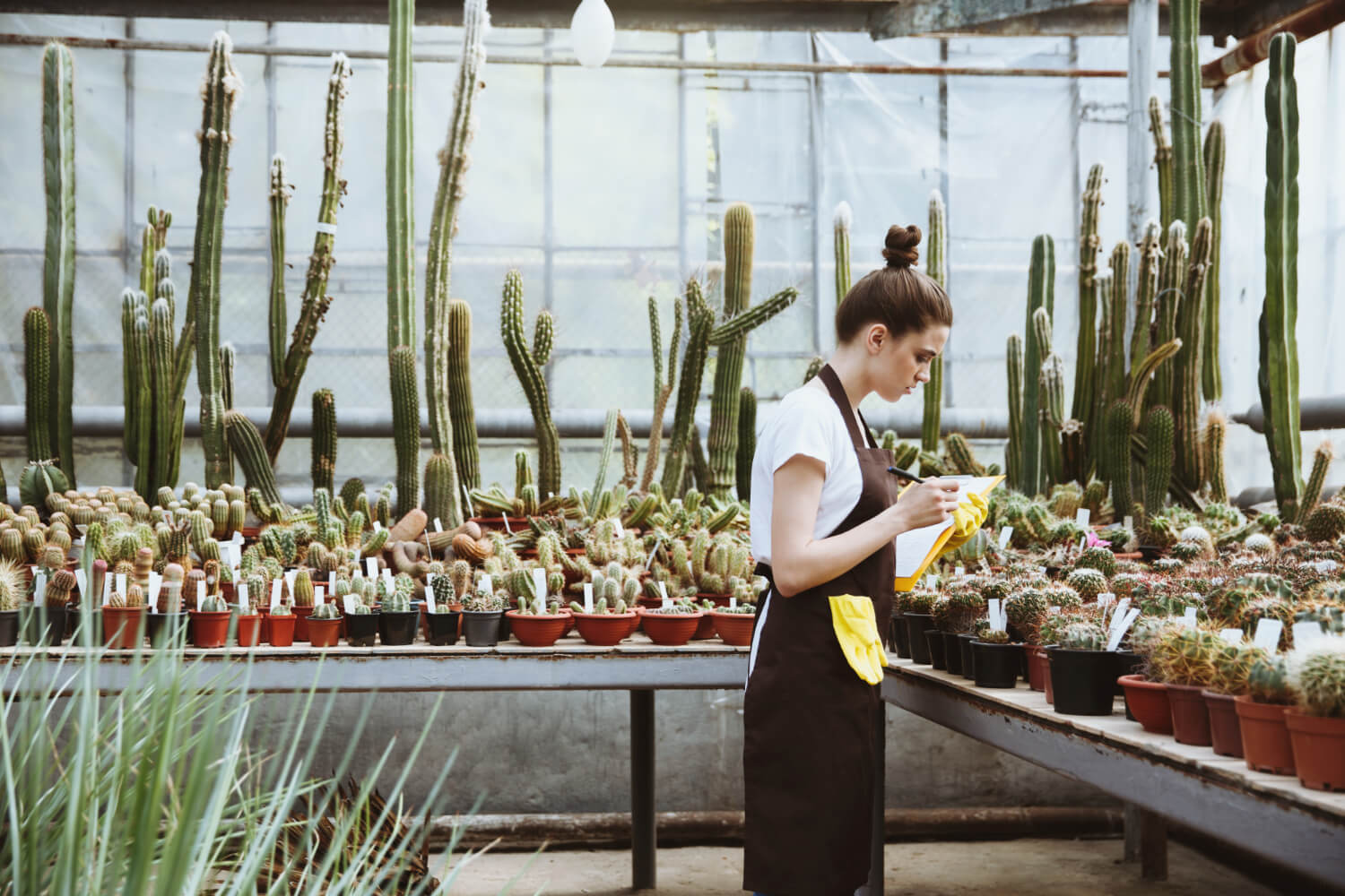 Szklarnia pełna kaktusów