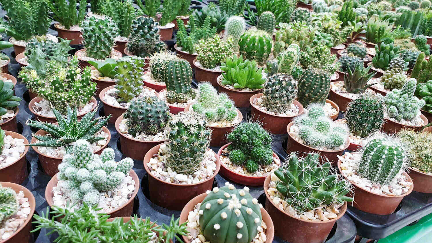 Kaktusy mix gatunków