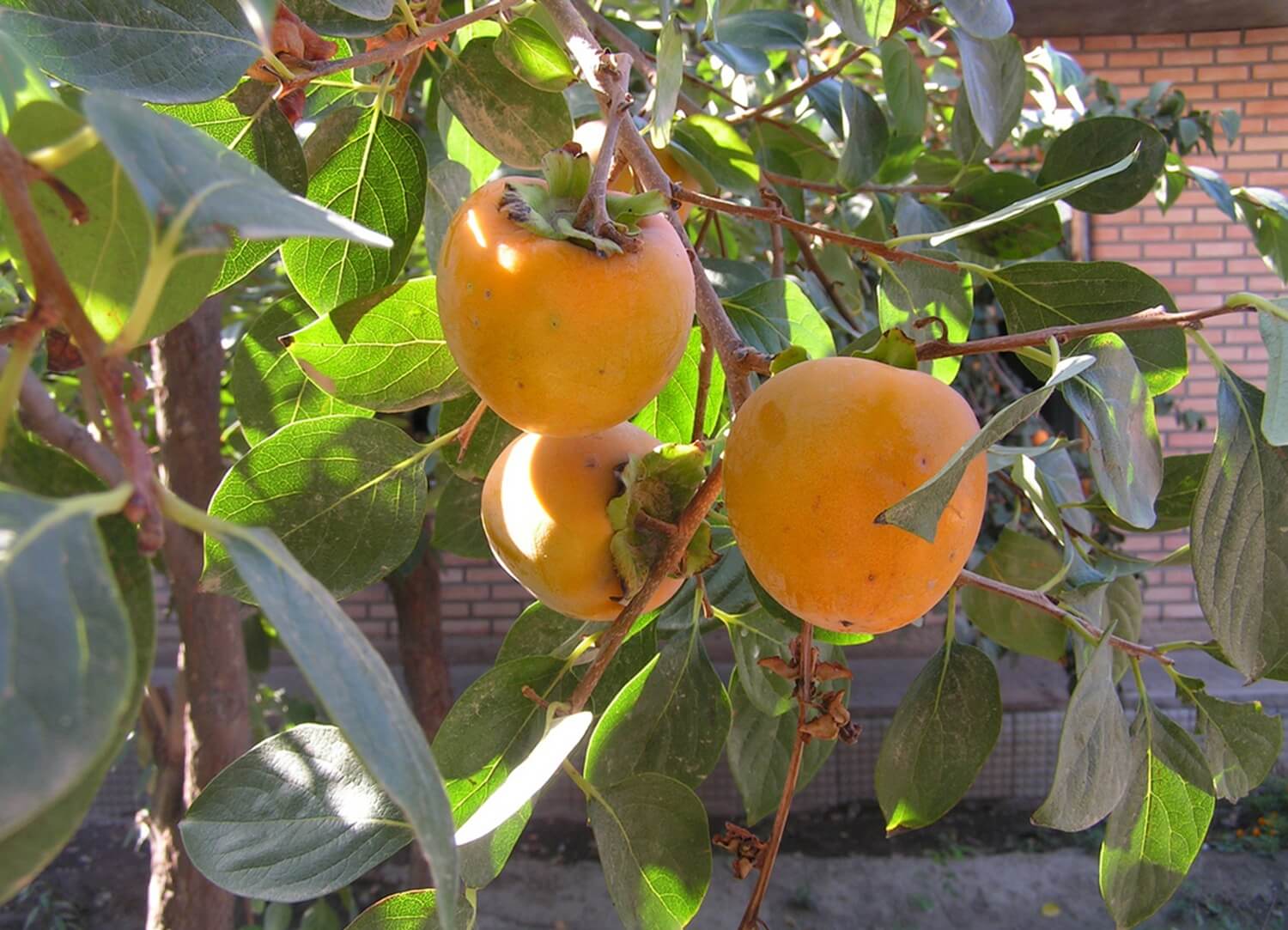 Owoce hurmy wschodniej uprawa kaki